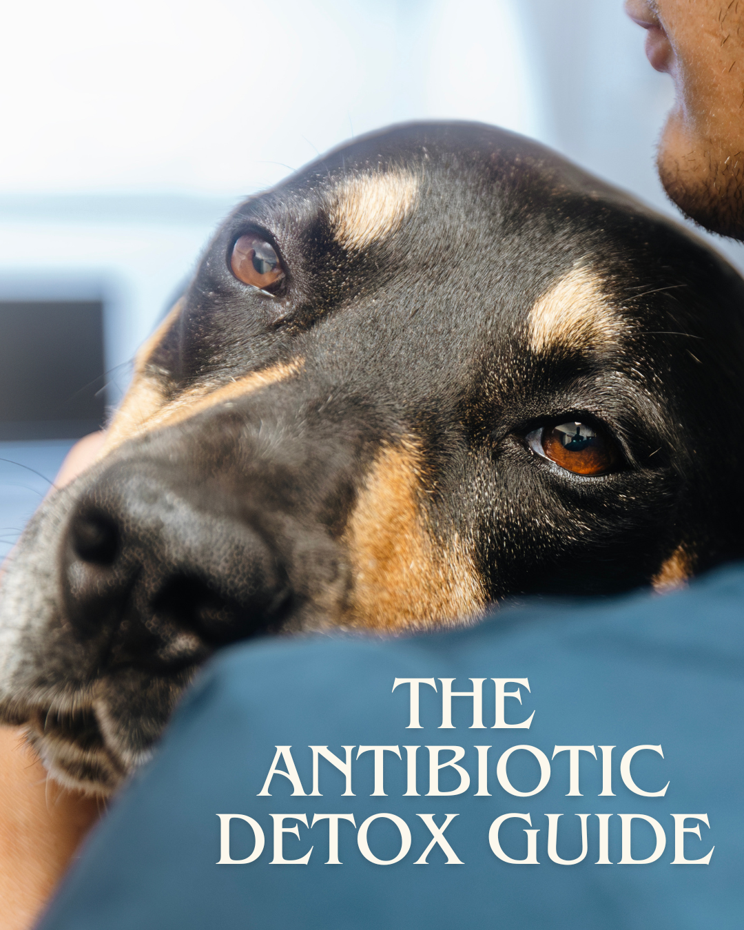 x2. Your Dog's Antibiotics Detox Guide - Download