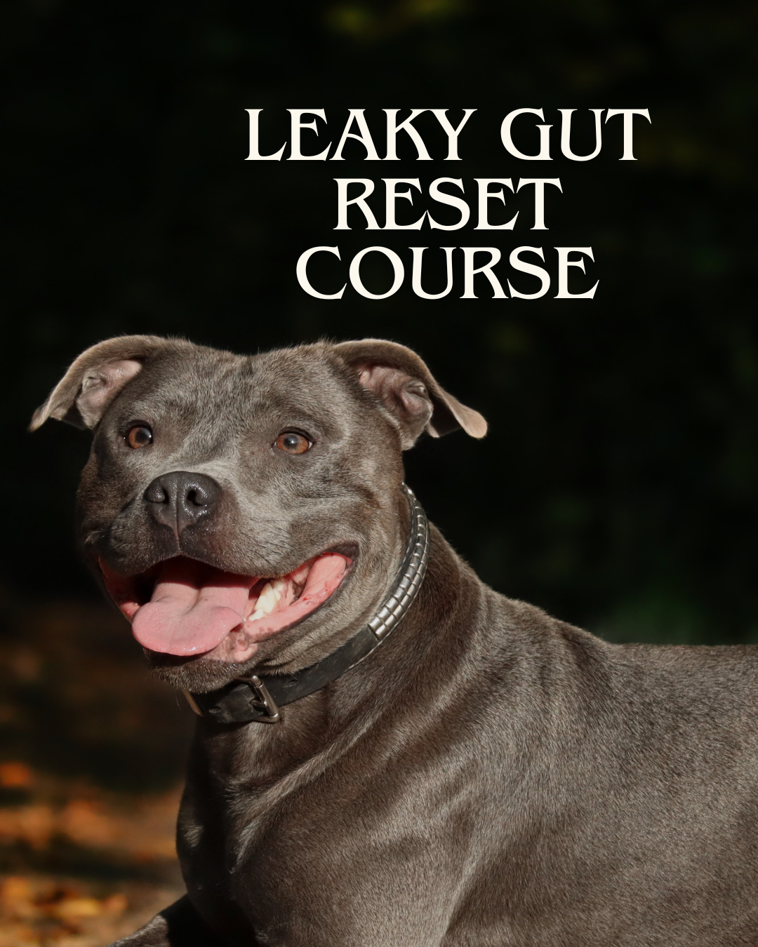 Digestive Intolerance Course - Leaky Gut Reset - healing your dog's digestive intolerances