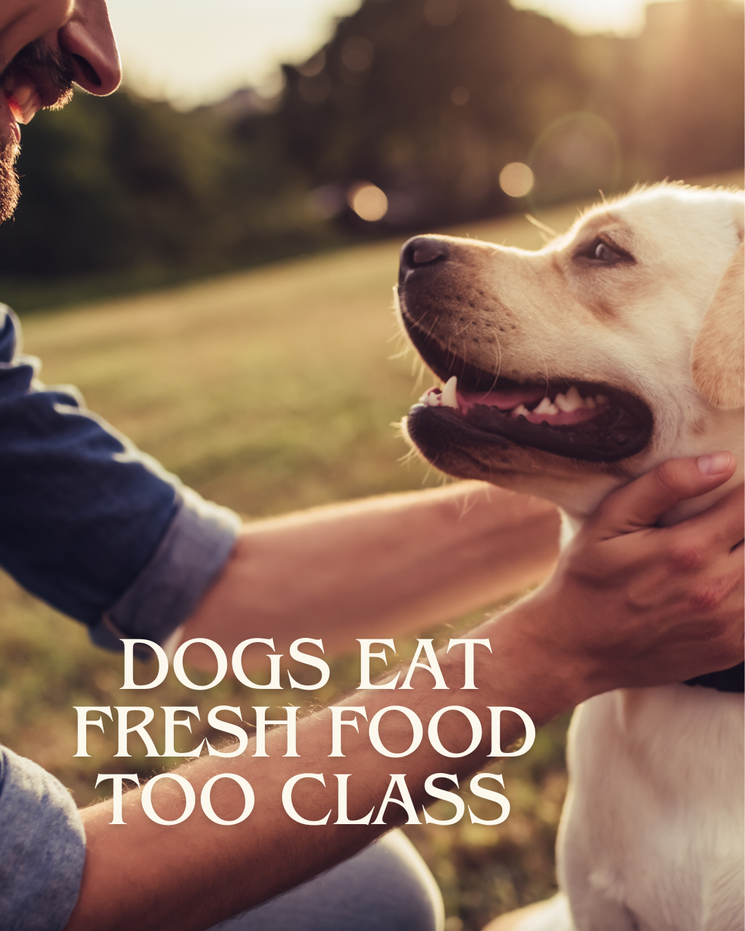 Safe fresh foods for dogs video guide — $29.99 reference on fruits, veggies, proteins, and herbs dogs can safely eat.