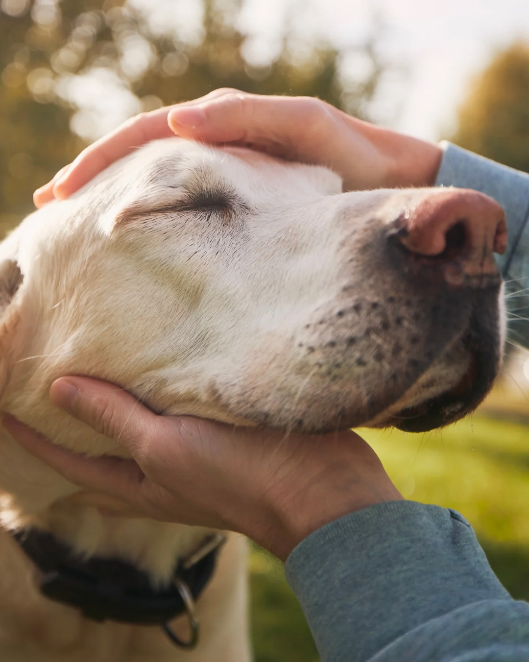 Supporting foster dogs with gentle herbal wellness care through the Furbal Foster Friends program
