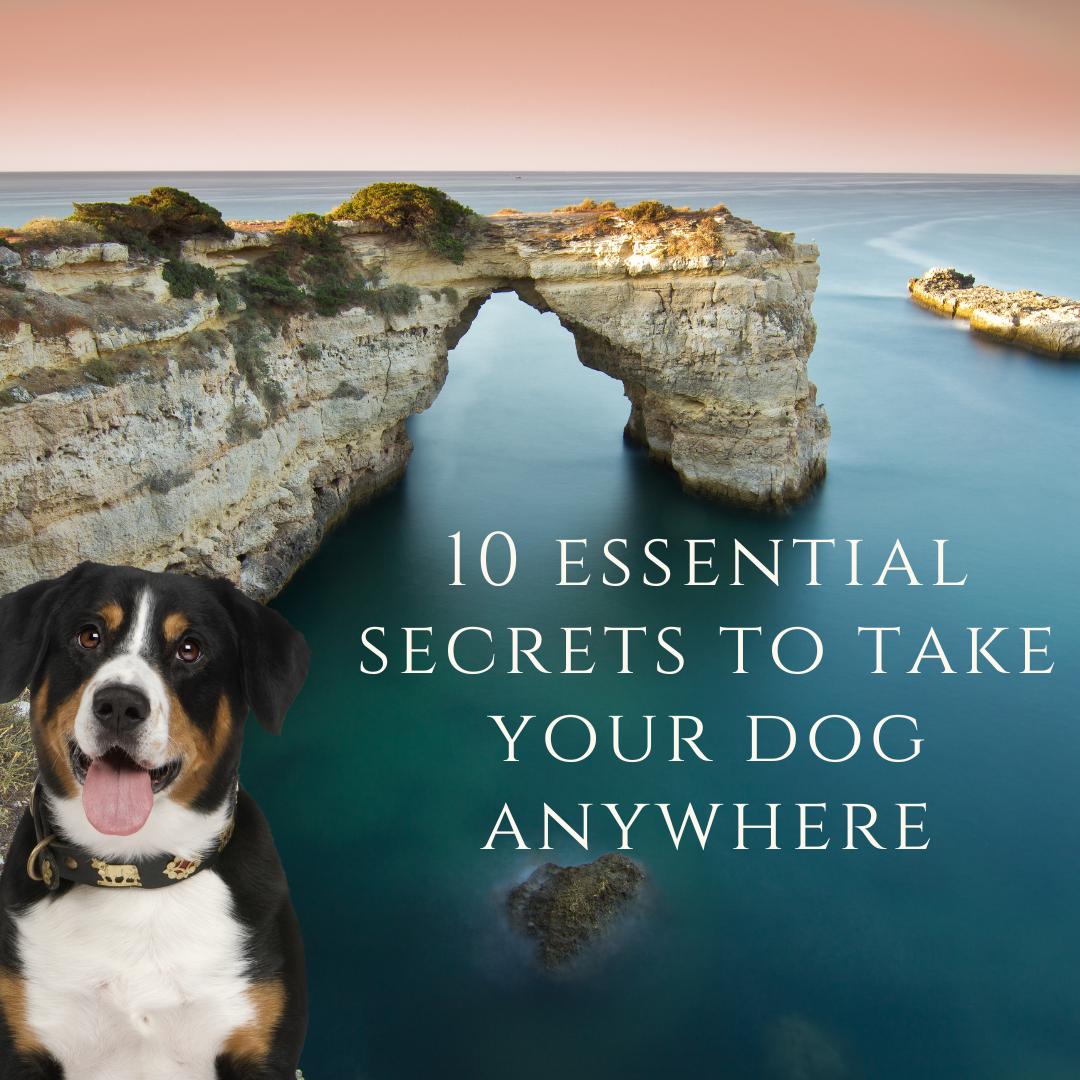 x6. 10 Essential Secrets To Take Your Dog Anywhere - Free Download