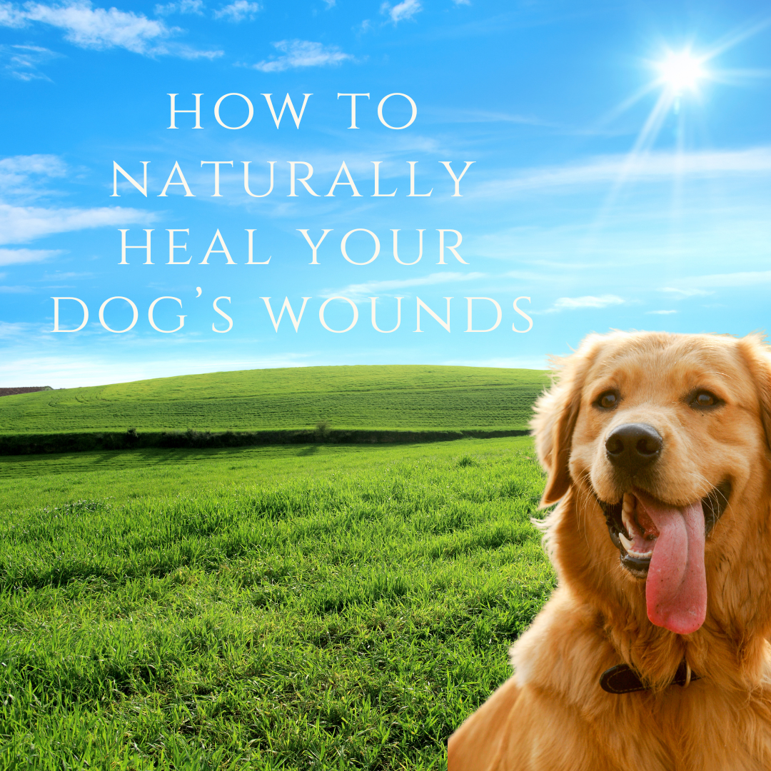 x7. How To Naturally Heal Your Dogs Wounds - Download