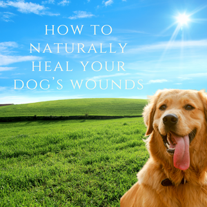 x. How To Naturally Heal Your Dogs Wounds - Download