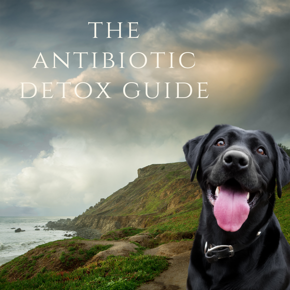 x5. The Antibiotics Detox Guide - Download