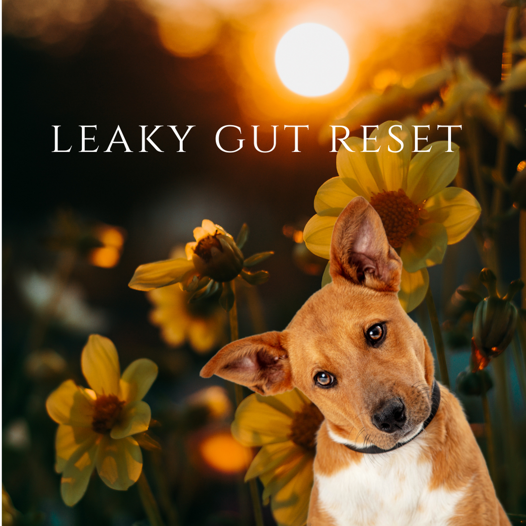 x2. Courses - Leaky Gut Reset - healing your dog's digestive intolerances